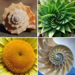 Nature’s Math: The Golden Ratio and Fibonacci Sequence - National Youth ...