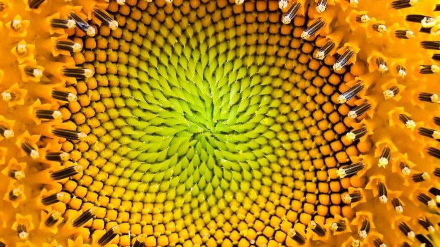 Fibonacci Spiral Pattern in Seed Arrangement