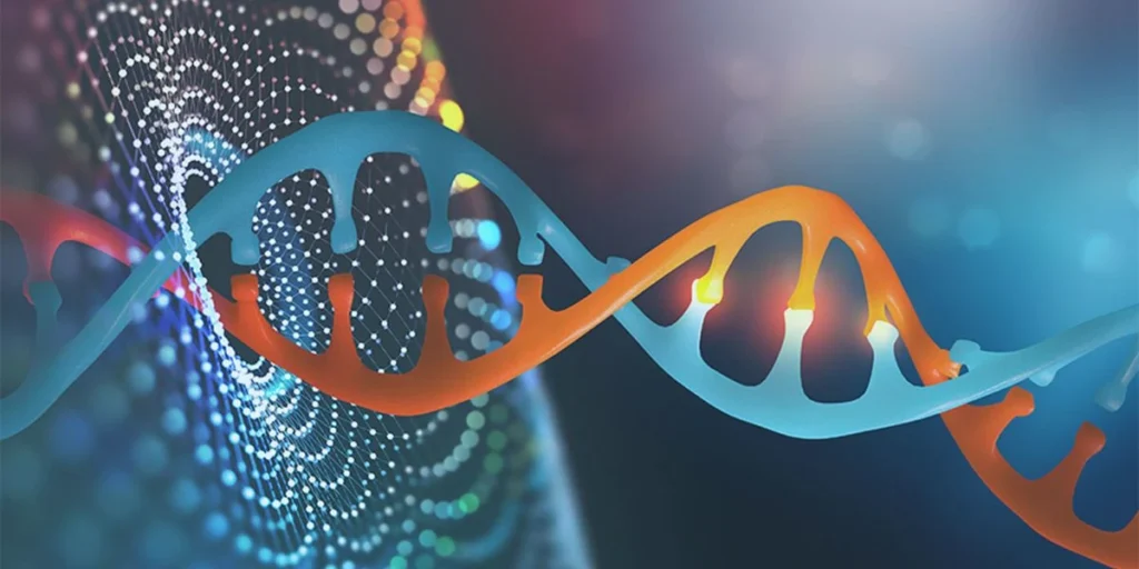 Double helix structure of a DNA