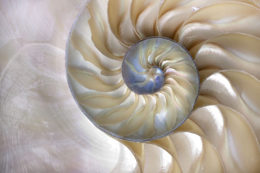 illustration of the golden ratio found in natural forms.