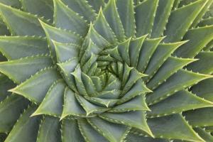 The Golden Ratio and Fibonacci Sequence : Mathematical Wonder